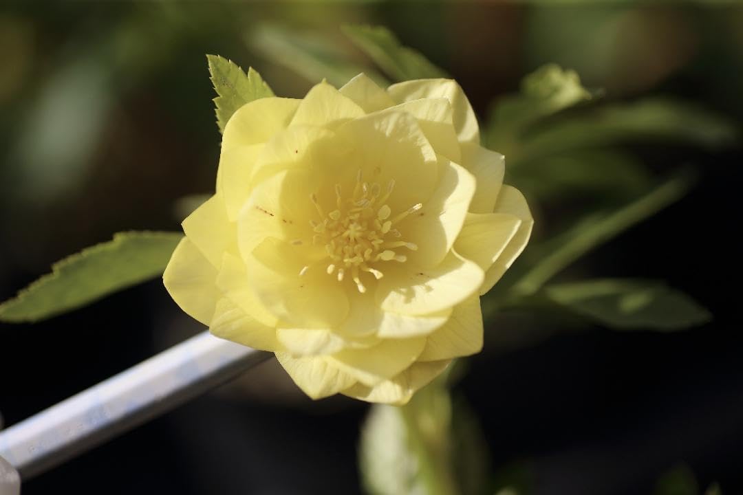 クリスマスローズ 開花実績株 SSゴールドピコティ クリスマスローズ 開花実績株 SSゴールドピコティ